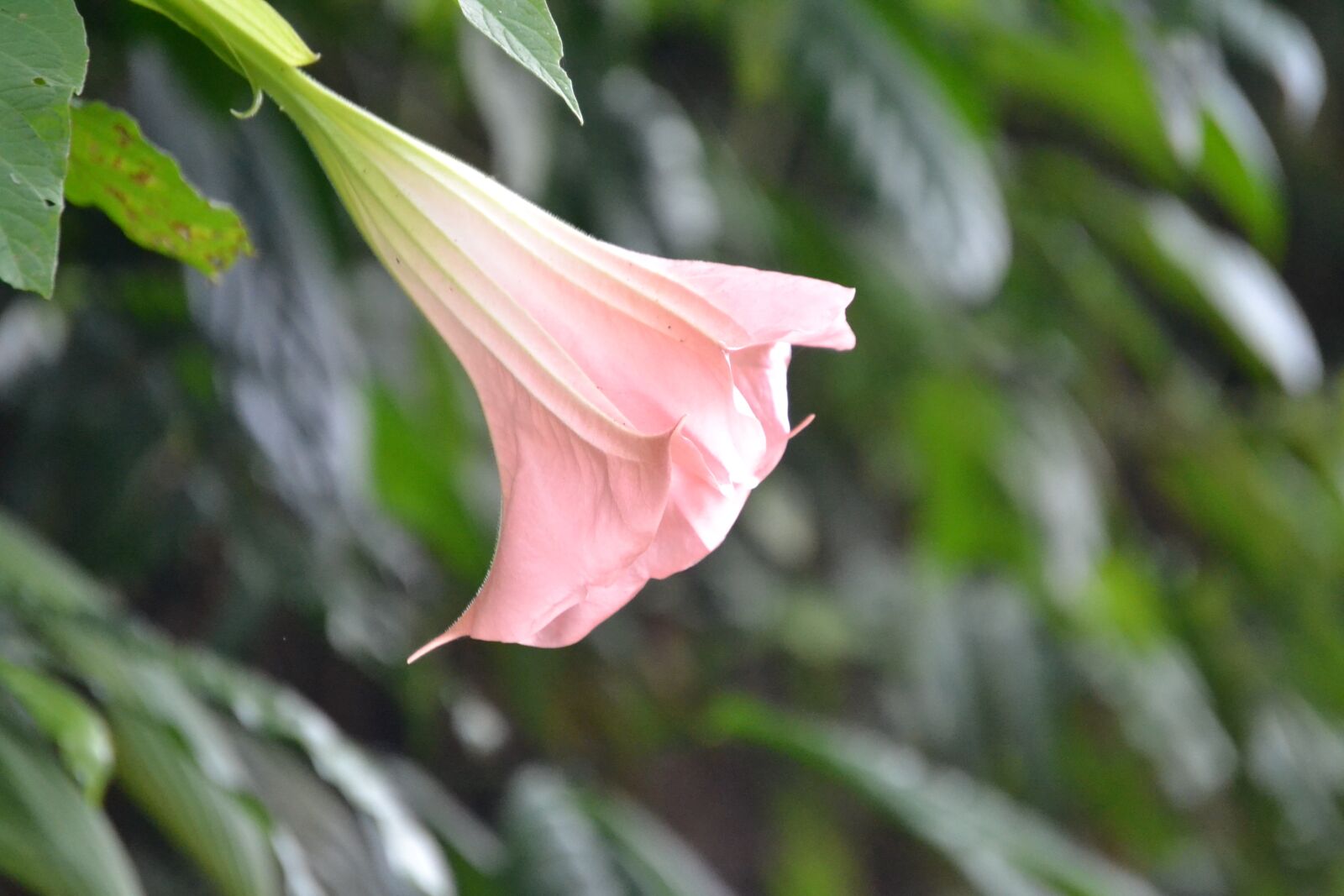 Nikon D3100 sample photo. Flowers, summer, nature photography