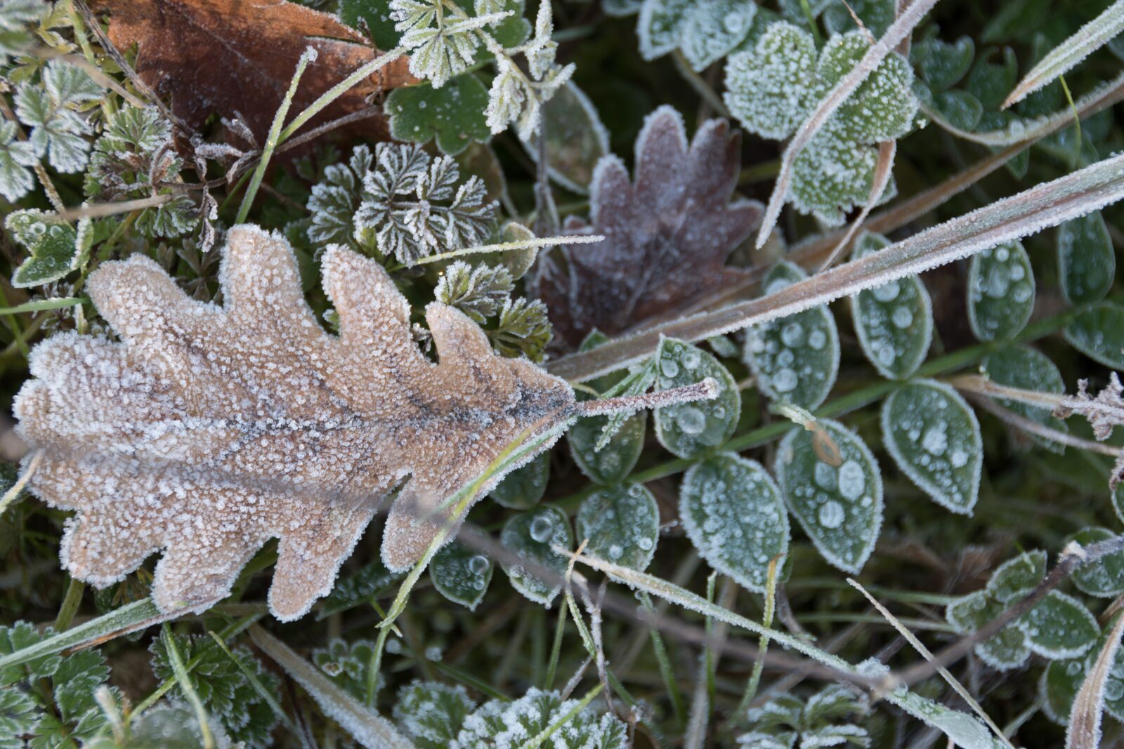 Nikon D5500 sample photo. Nature, plant, leaf photography