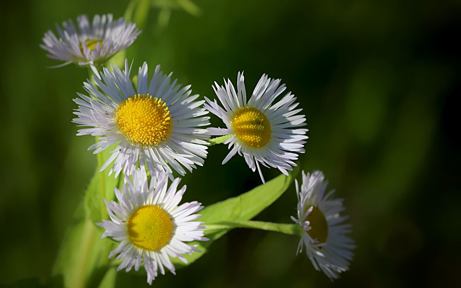 Canon EOS 600D (Rebel EOS T3i / EOS Kiss X5) sample photo. Nature, flowers, spring photography
