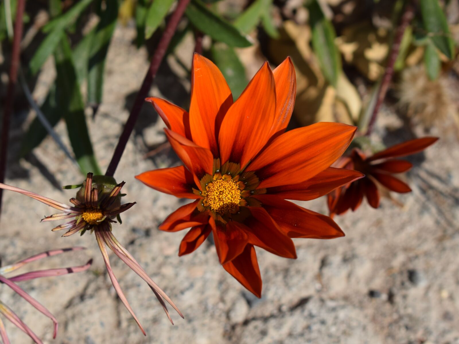 Nikon D3300 sample photo. Gazania, flower, colorful photography