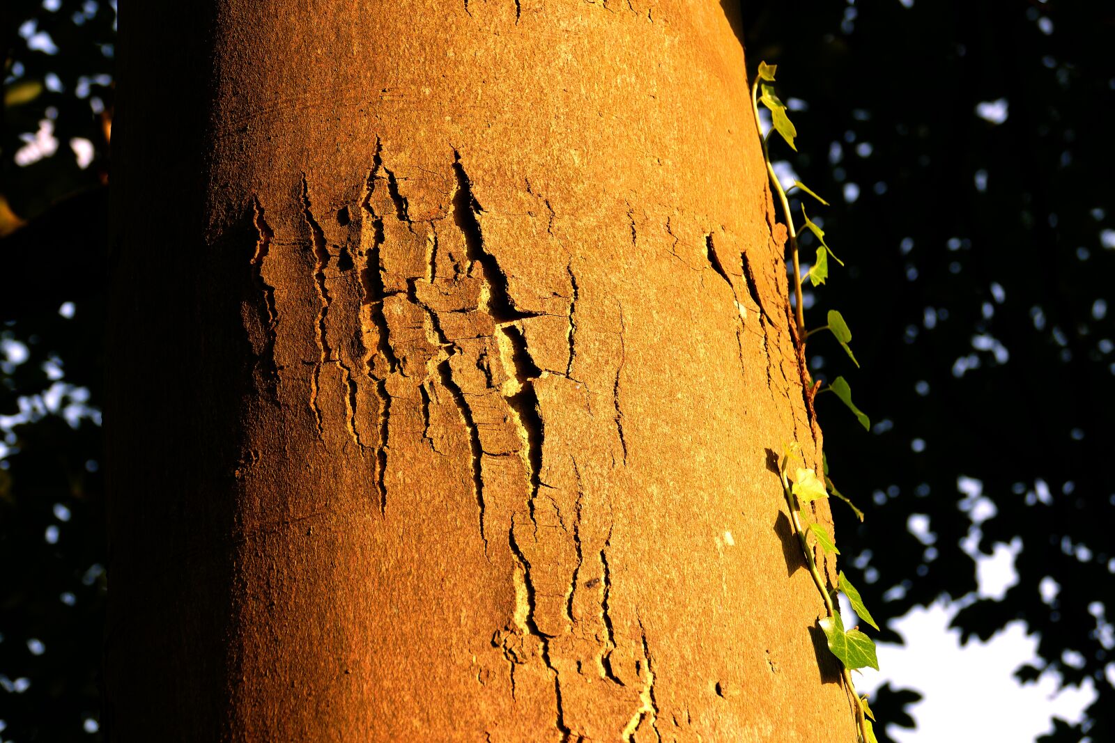 Panasonic Lumix DMC-FZ1000 sample photo. Tree, bark, trunk photography