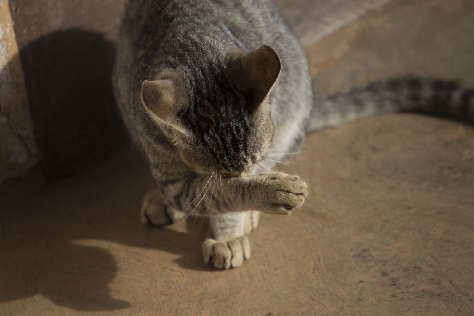 Canon EOS 700D (EOS Rebel T5i / EOS Kiss X7i) sample photo. Pet, cat, cute photography