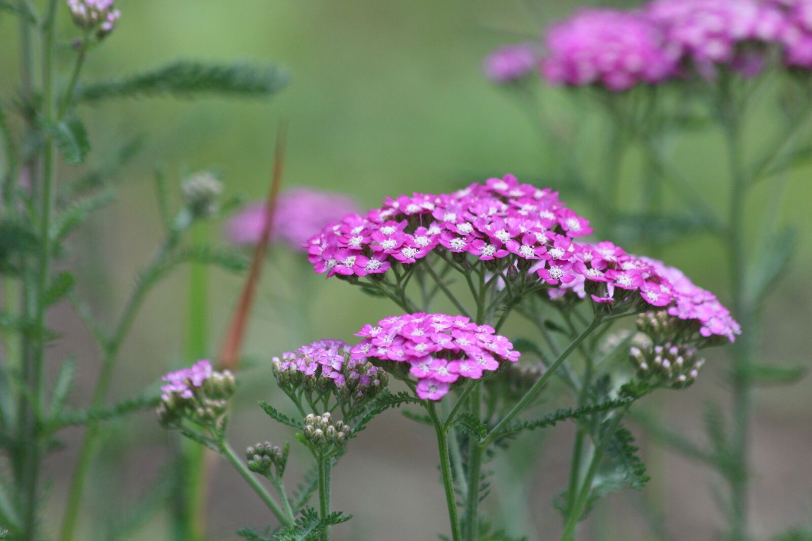 Canon EF 70-300mm F4-5.6 IS USM sample photo. Yarrow, achillea, nature photography