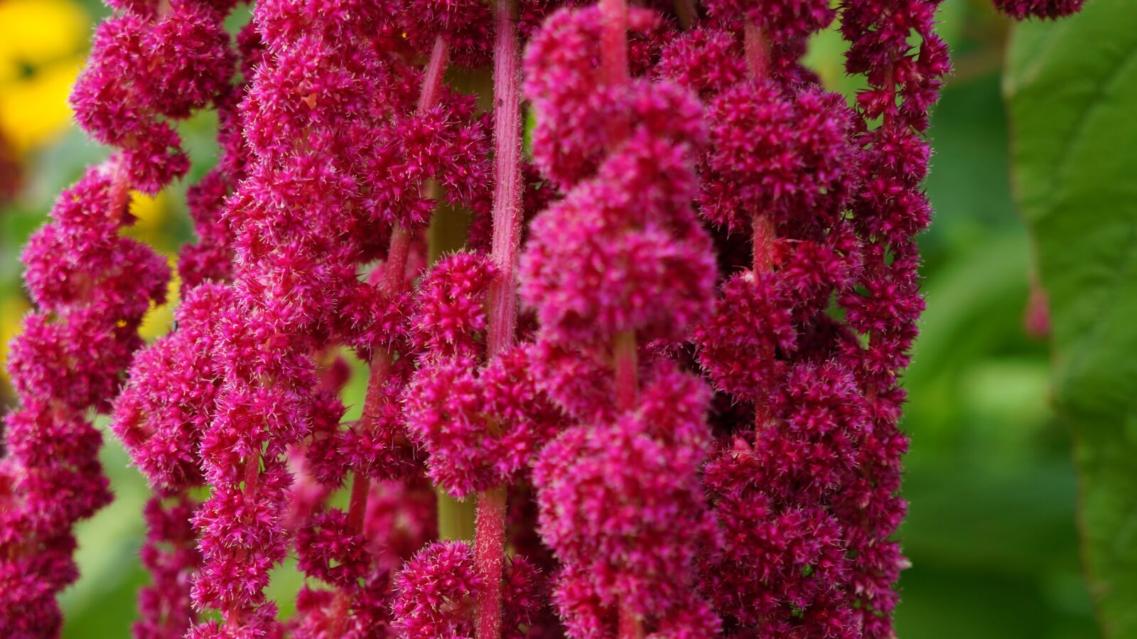 Sony Alpha a3000 sample photo. Flower, blossom, bloom photography