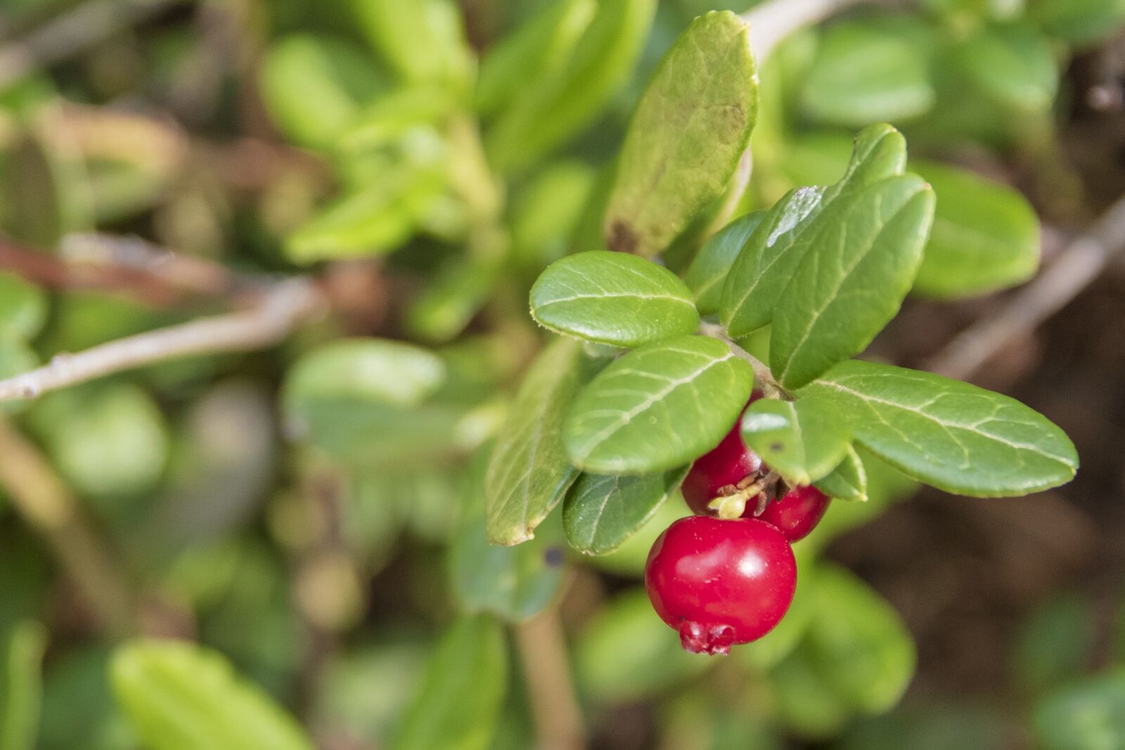 Nikon D7500 sample photo. Blueberry, red, autumn photography