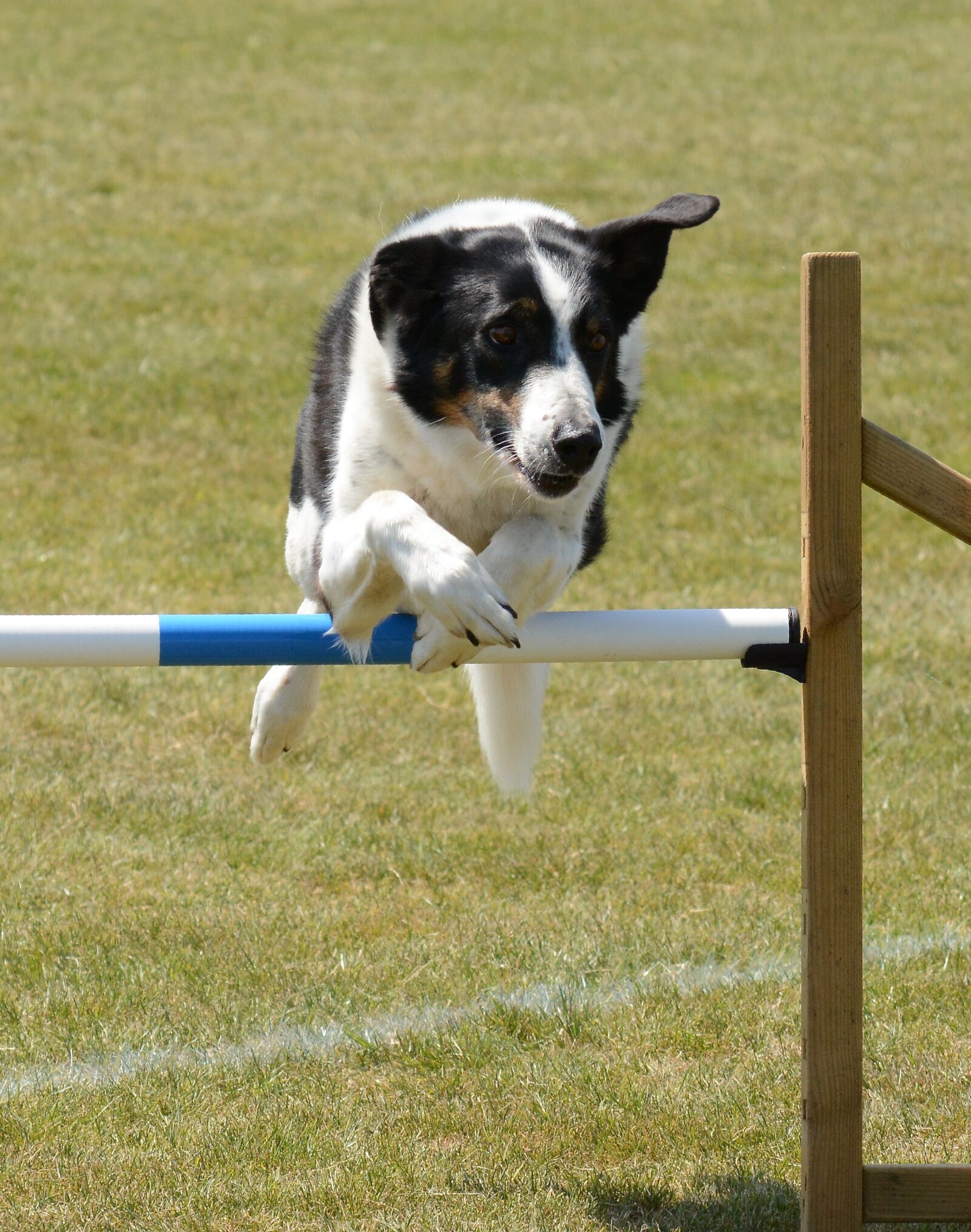 Nikon D7100 sample photo. Dog, agility, fitness photography