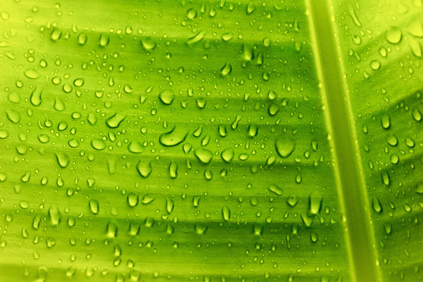 Canon EOS 1300D (EOS Rebel T6 / EOS Kiss X80) sample photo. Banana, leaf, translucent photography