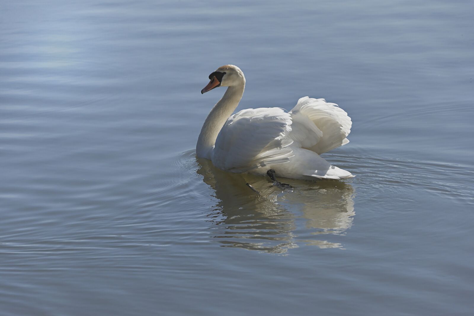 Nikon D5600 sample photo. Swan, mute swan, schwimmvogel photography