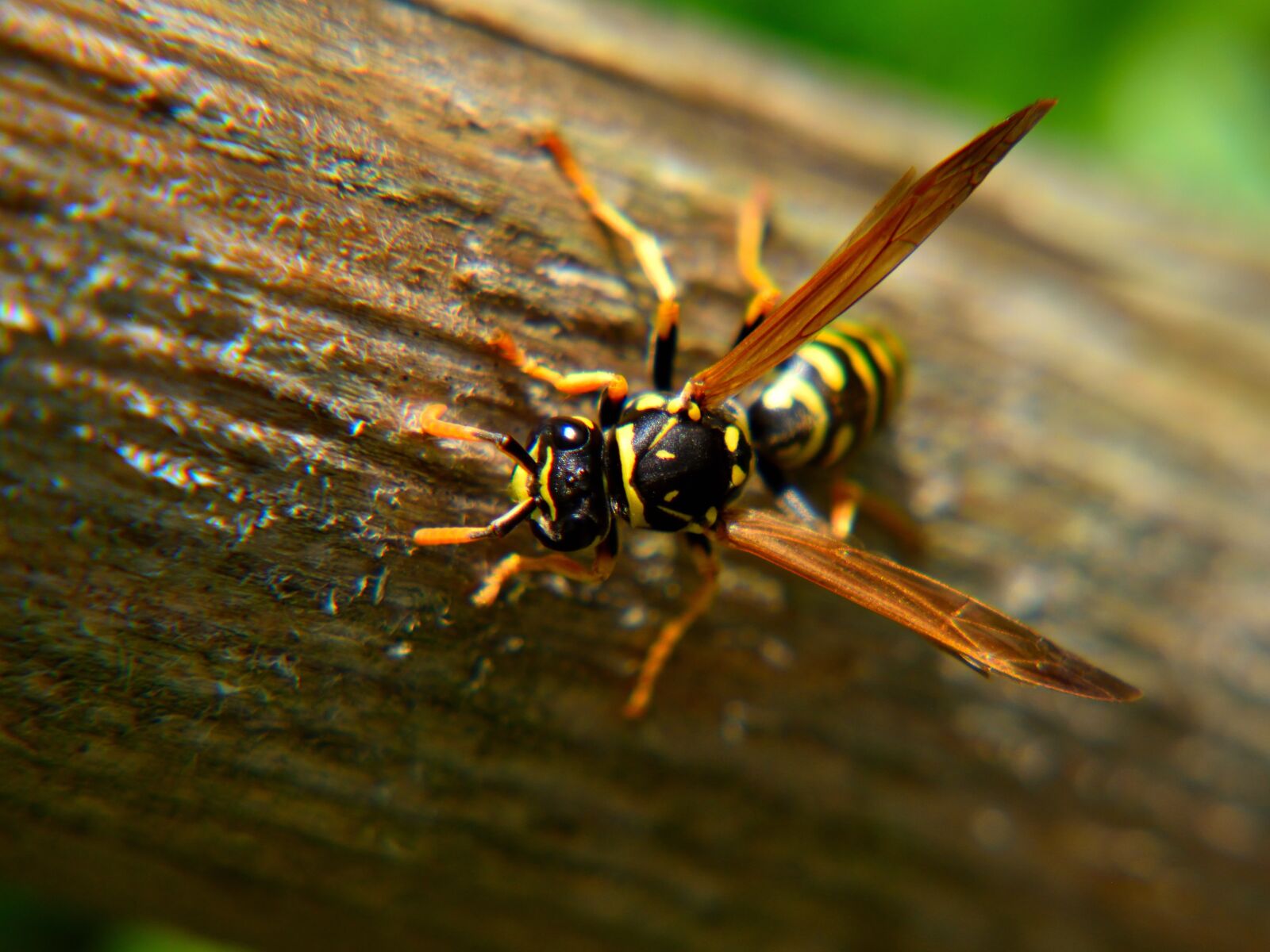 Nikon D5500 sample photo. Wasp, close up, nature photography