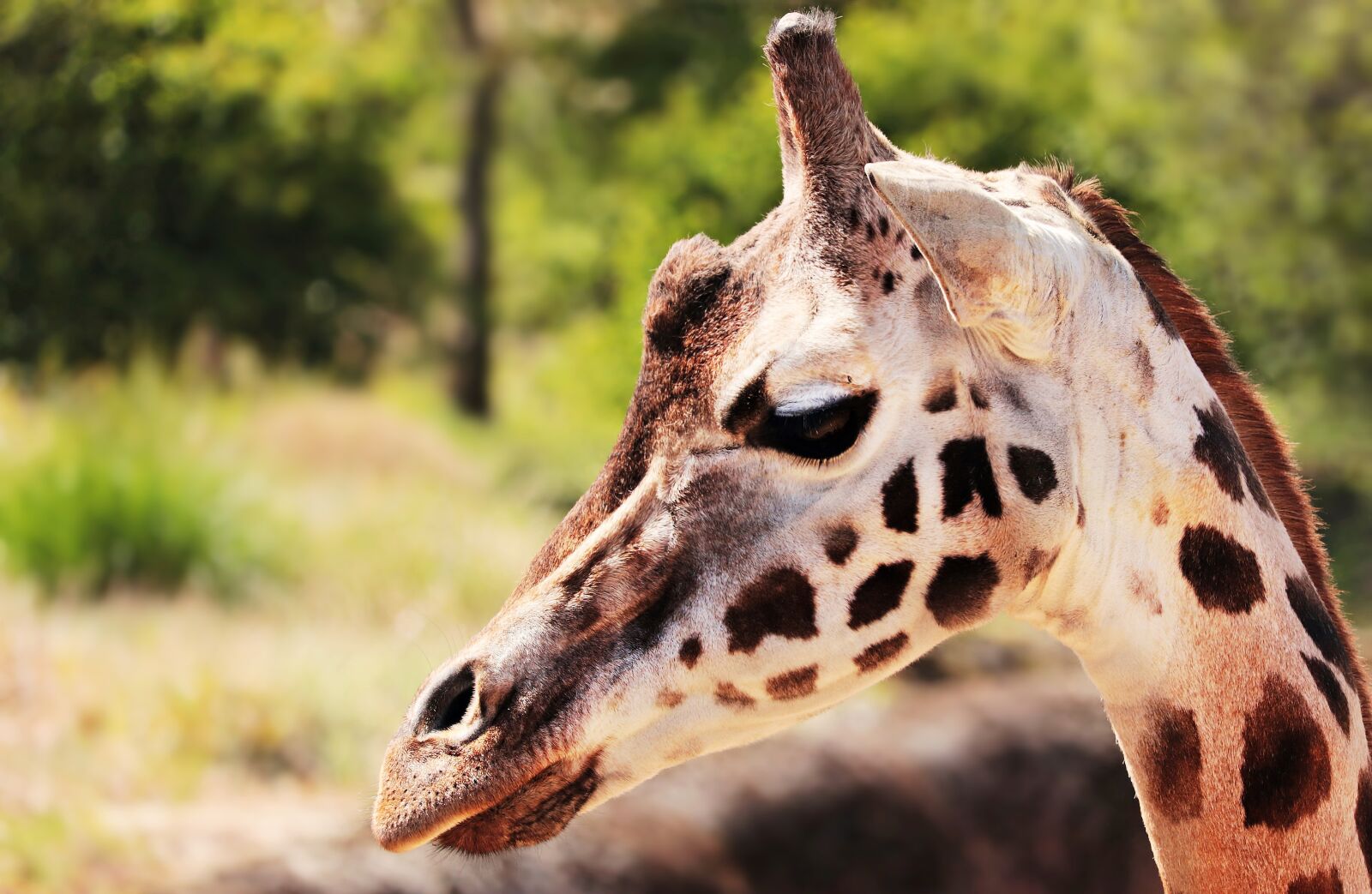 Canon EOS 80D sample photo. Giraffe, animal, mammal photography