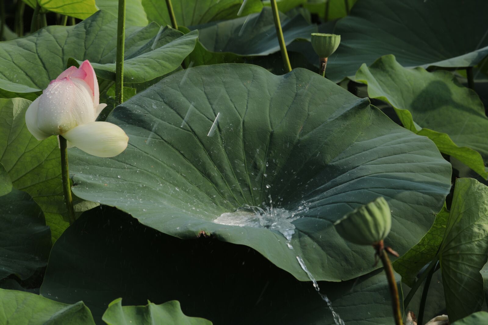 Canon EOS 5D Mark IV + Canon EF 70-200mm F2.8L USM sample photo. Lotus, hongryeon, nature photography