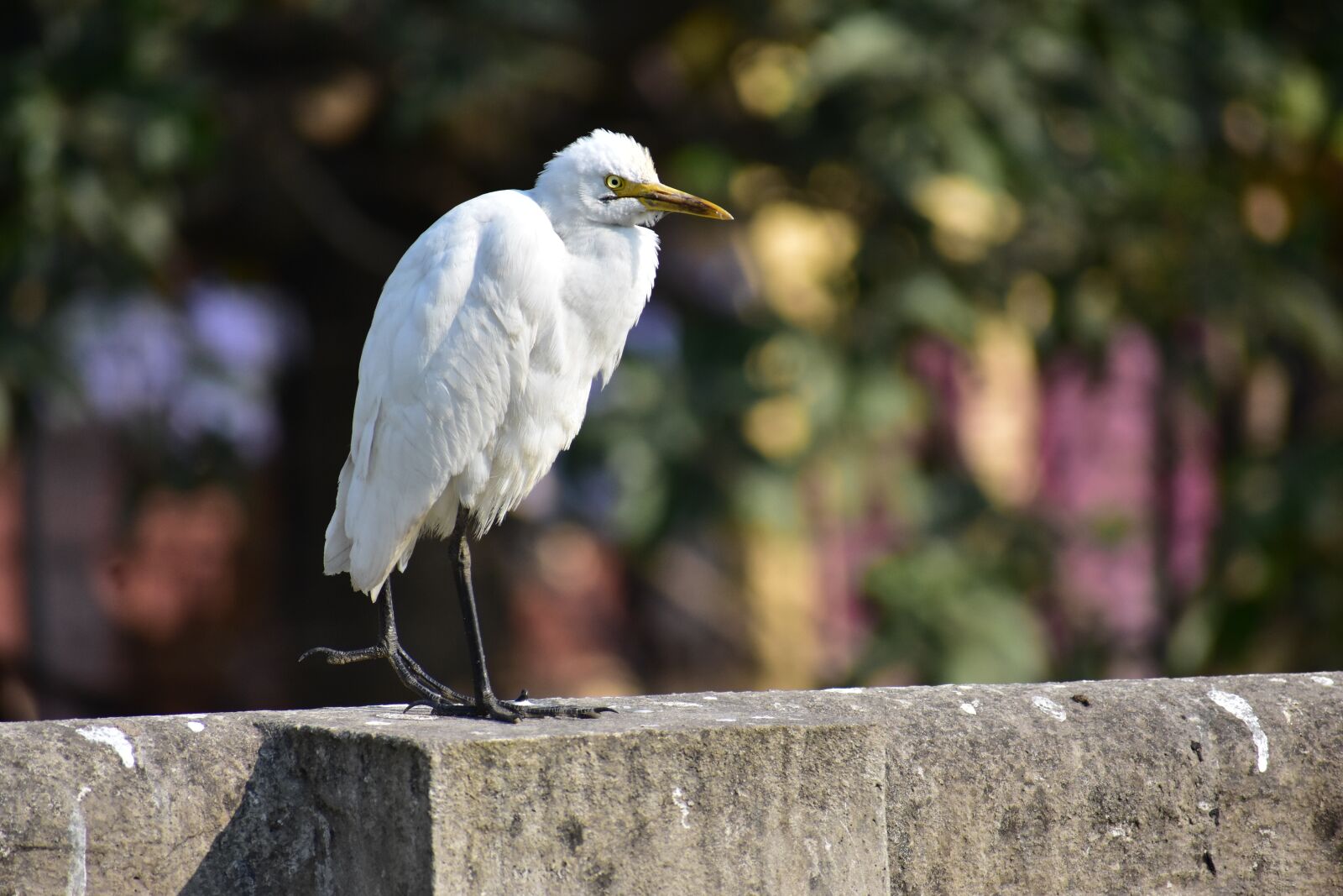 Nikon D3400 sample photo. Bird, white bird, heron photography