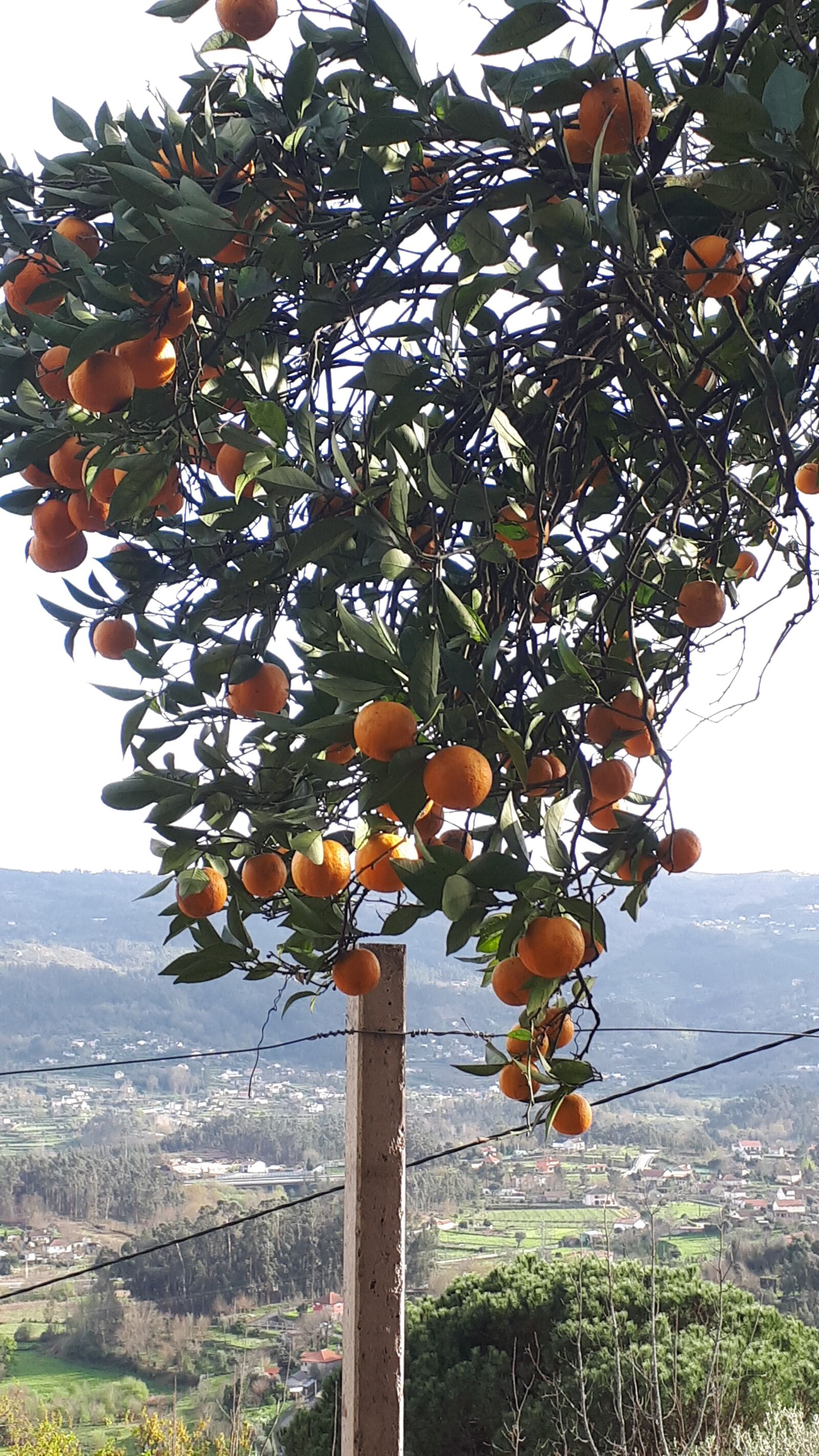 Samsung Galaxy A5(2017) sample photo. Orange tree, orange, plant photography