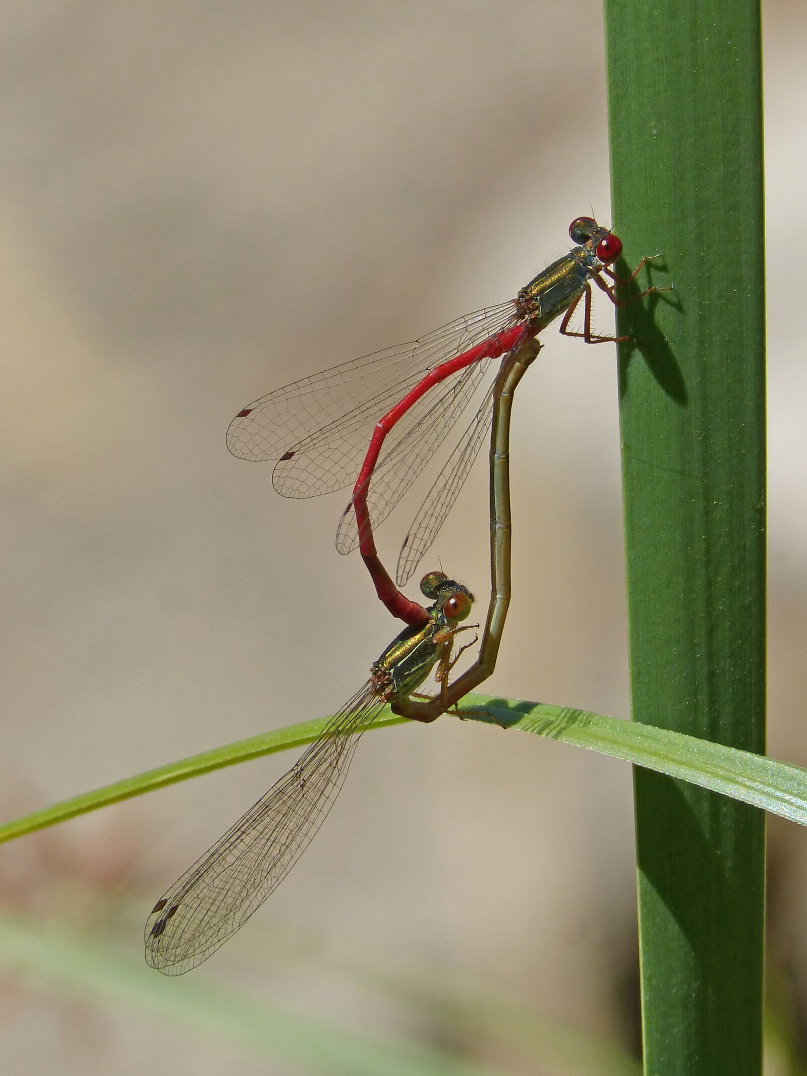 Panasonic DMC-FZ62 sample photo. Dragonflies, couple, copulation photography