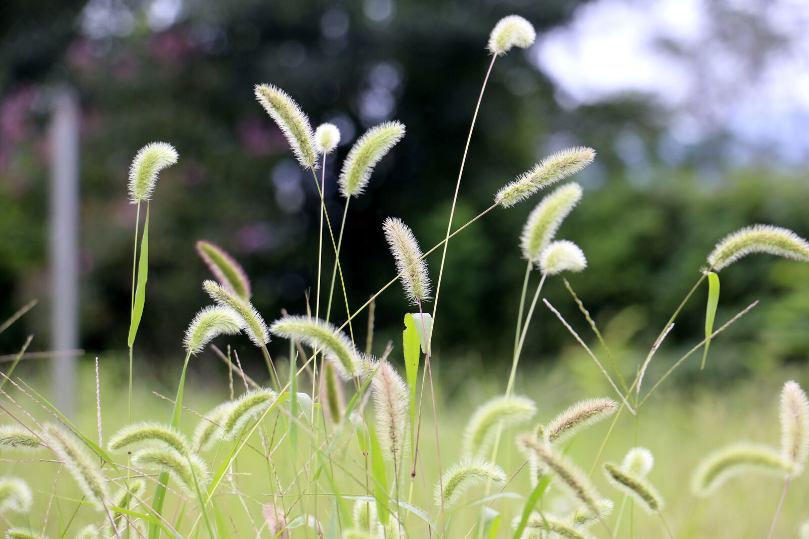 Canon EOS 70D sample photo. Field, ten tower, green photography