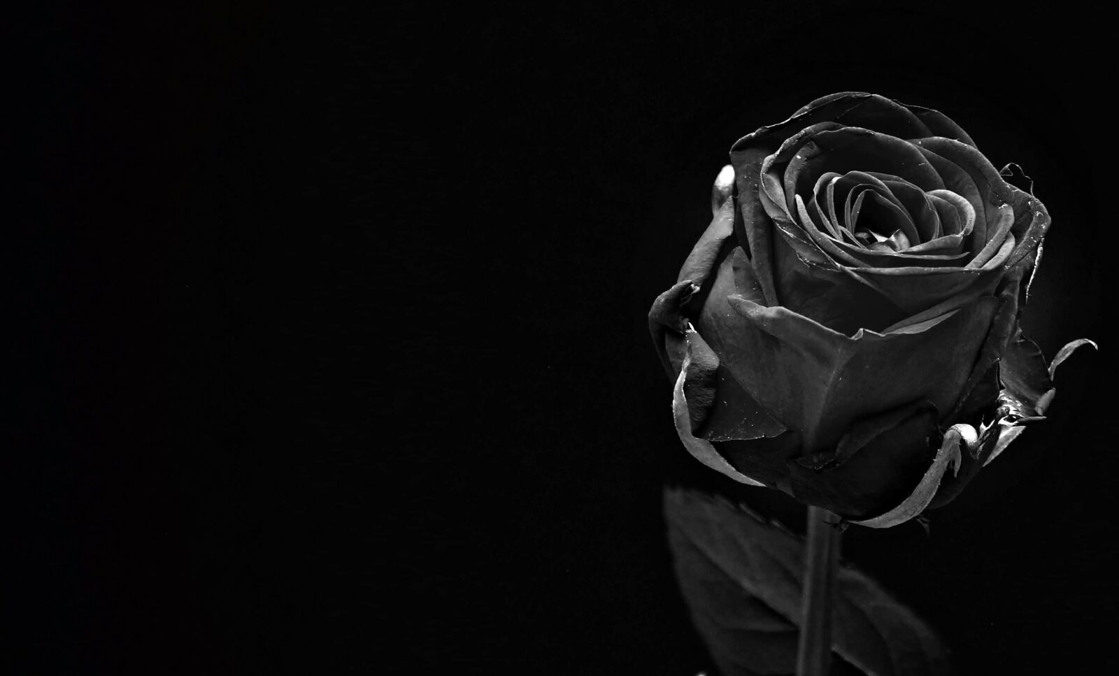 Canon EOS 550D (EOS Rebel T2i / EOS Kiss X4) sample photo. Monochrome, petal, rose, bud photography