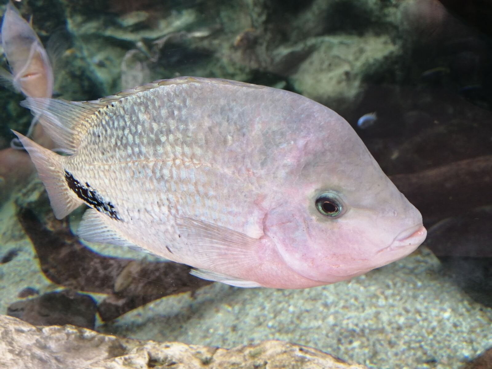 HUAWEI P SMART 2019 sample photo. Fish, ocean, sea photography