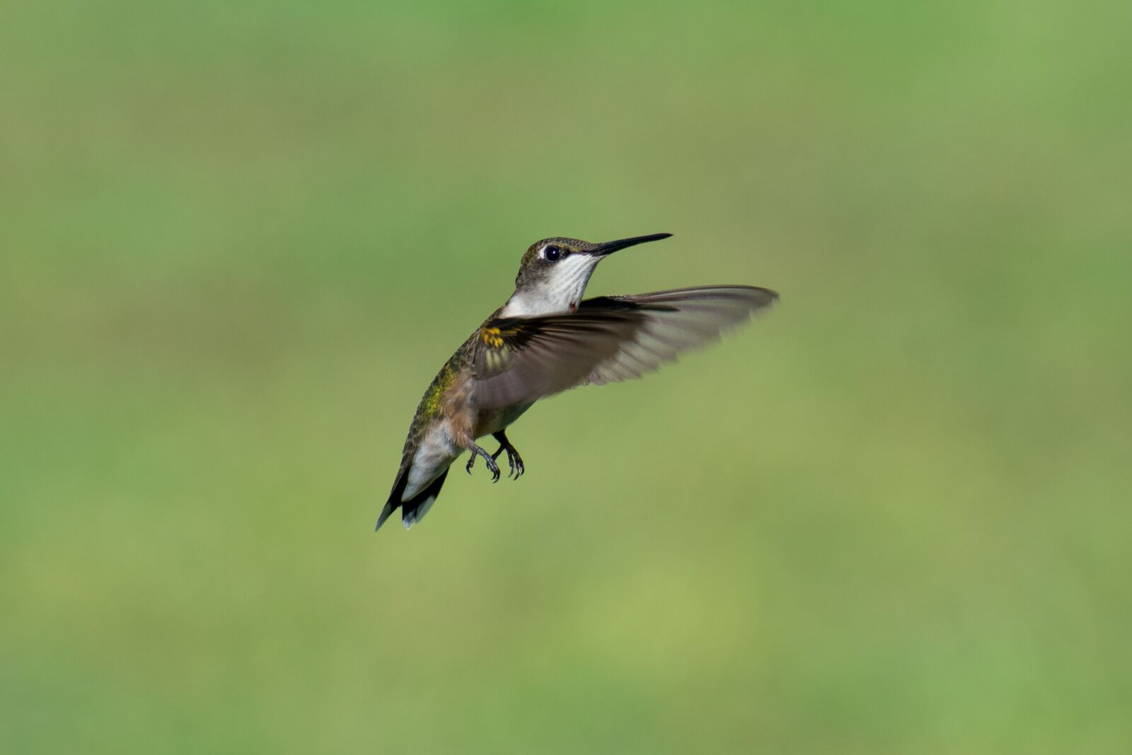 Nikon D3400 sample photo. Bird, nature, hummingbird photography