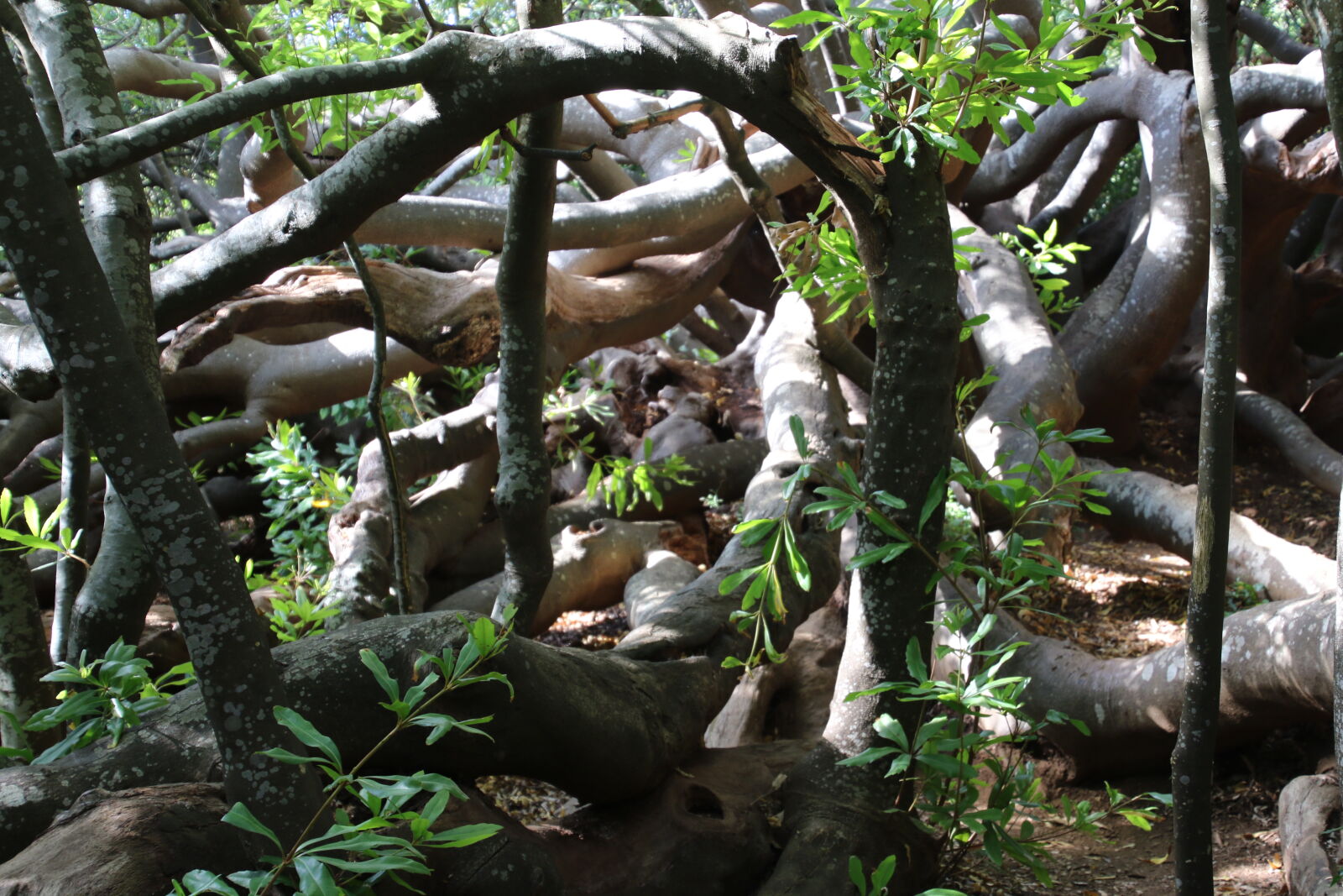 Canon EOS 7D Mark II sample photo. Enchanted, garden, tangled, garden photography