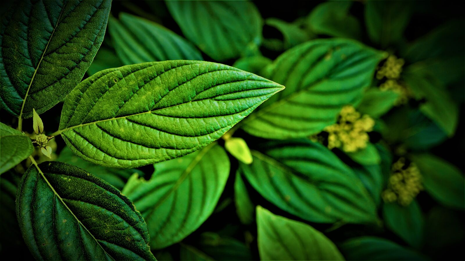 Sony E 30mm F3.5 Macro sample photo. Leaves, green, nature photography