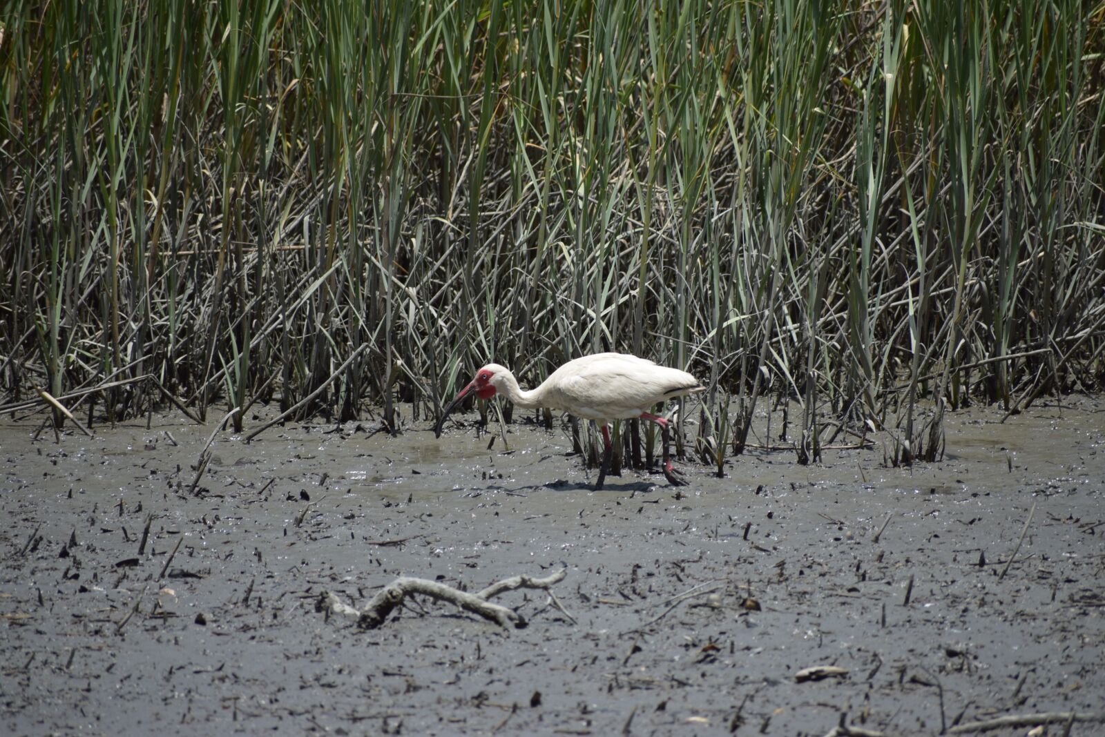 Nikon D5300 sample photo. Nature, wildlife, bird photography