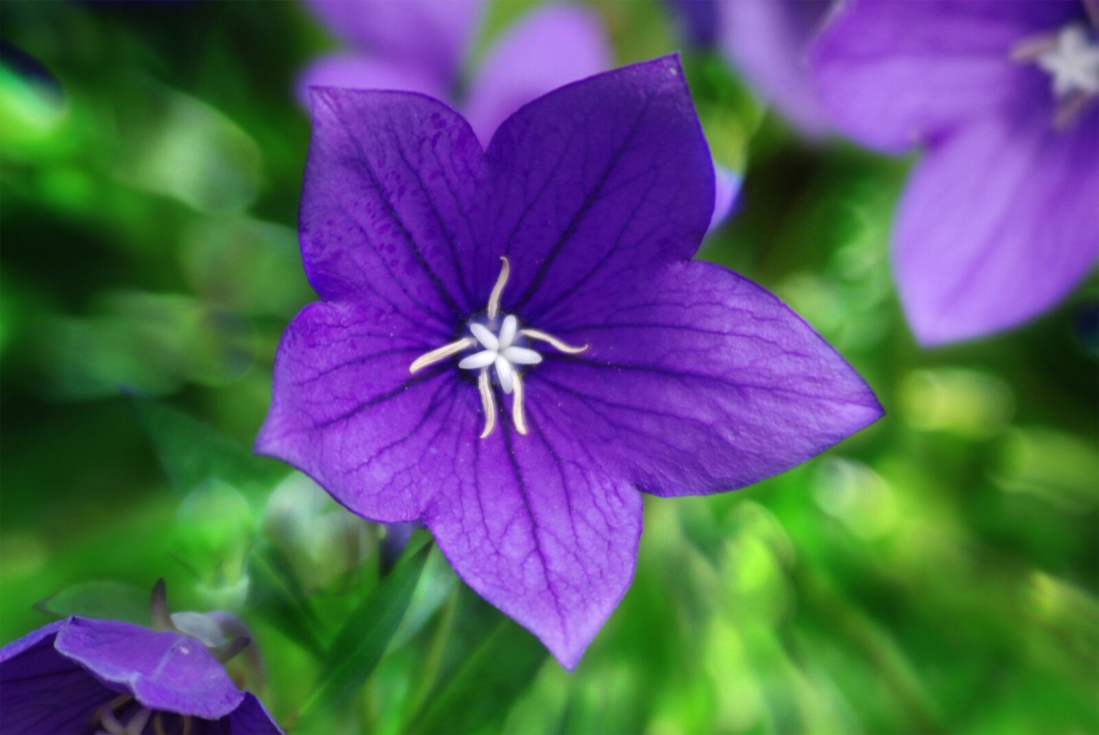 Pentax K-m (K2000) sample photo. Flower, plant, blossom photography