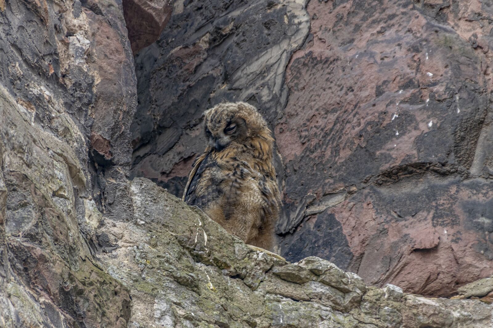 Canon EOS 80D sample photo. Birds, owls, bird of photography