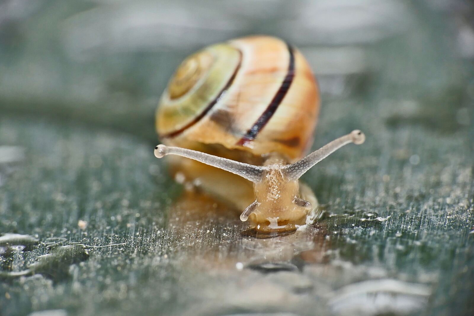 Panasonic Lumix DMC-FZ1000 sample photo. Snail, shell, slowly photography