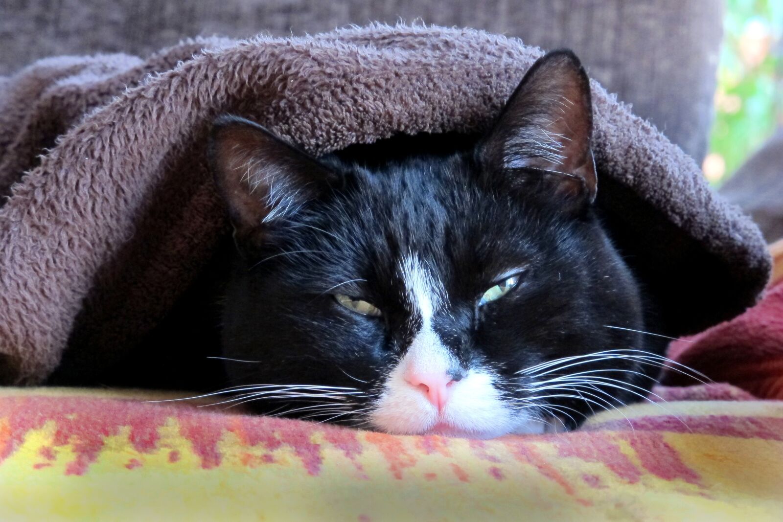 Canon PowerShot G12 sample photo. Cat, tired, blanket photography