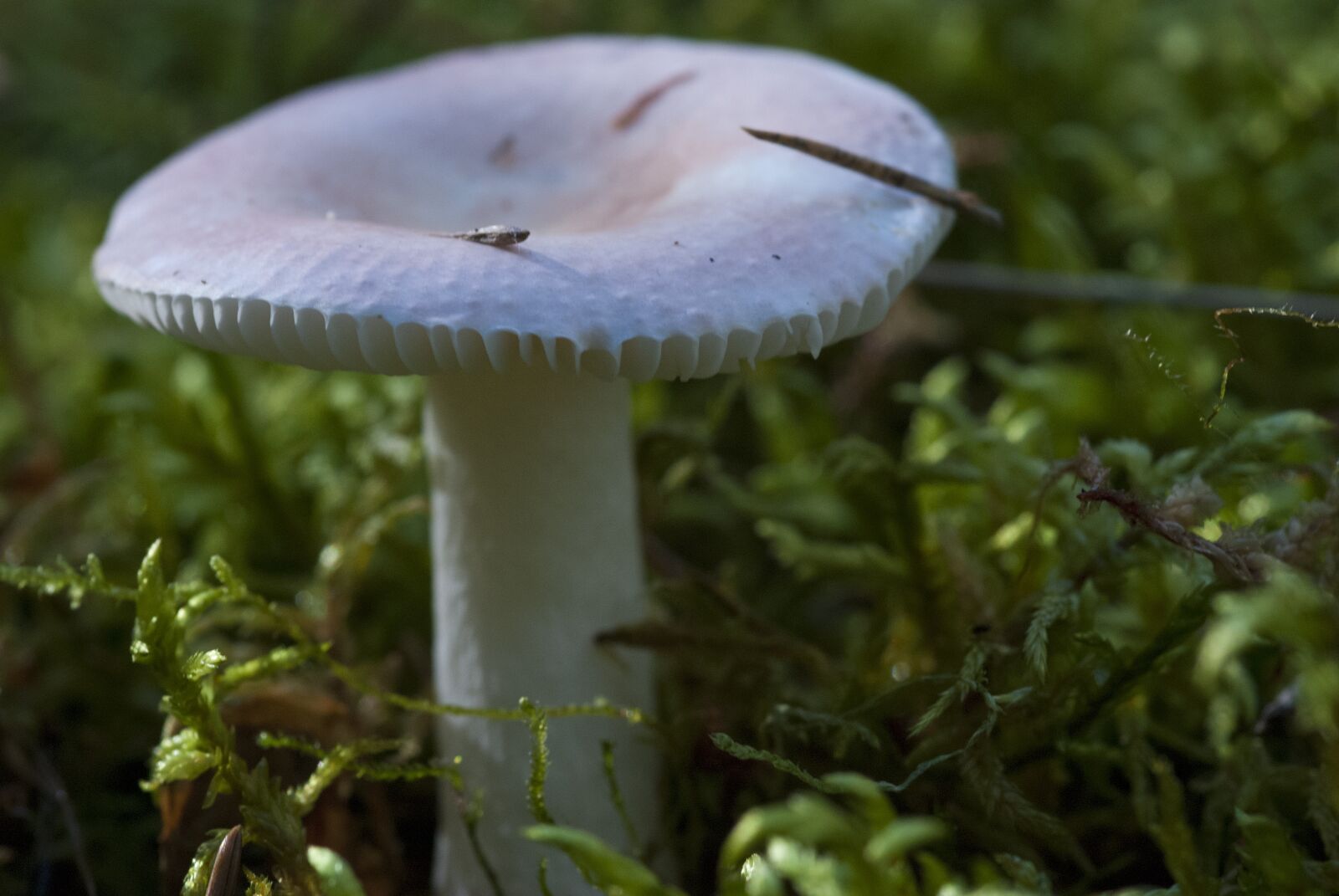 Nikon D80 sample photo. Woods, forest, nature photography