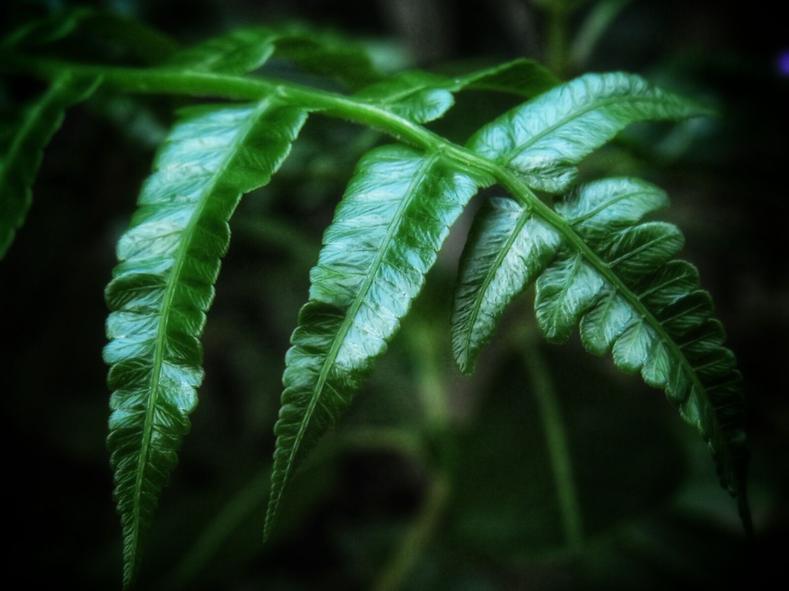 Canon PowerShot SX540 HS sample photo. Fern, leaves, green photography
