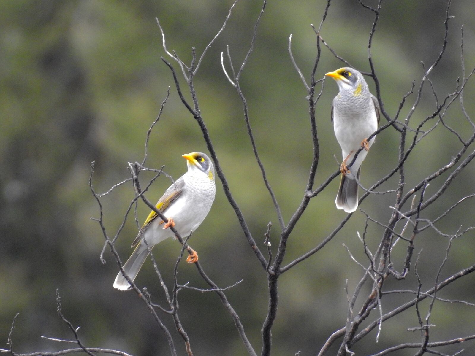 Nikon Coolpix P900 sample photo. Yellow throated miners, birds photography