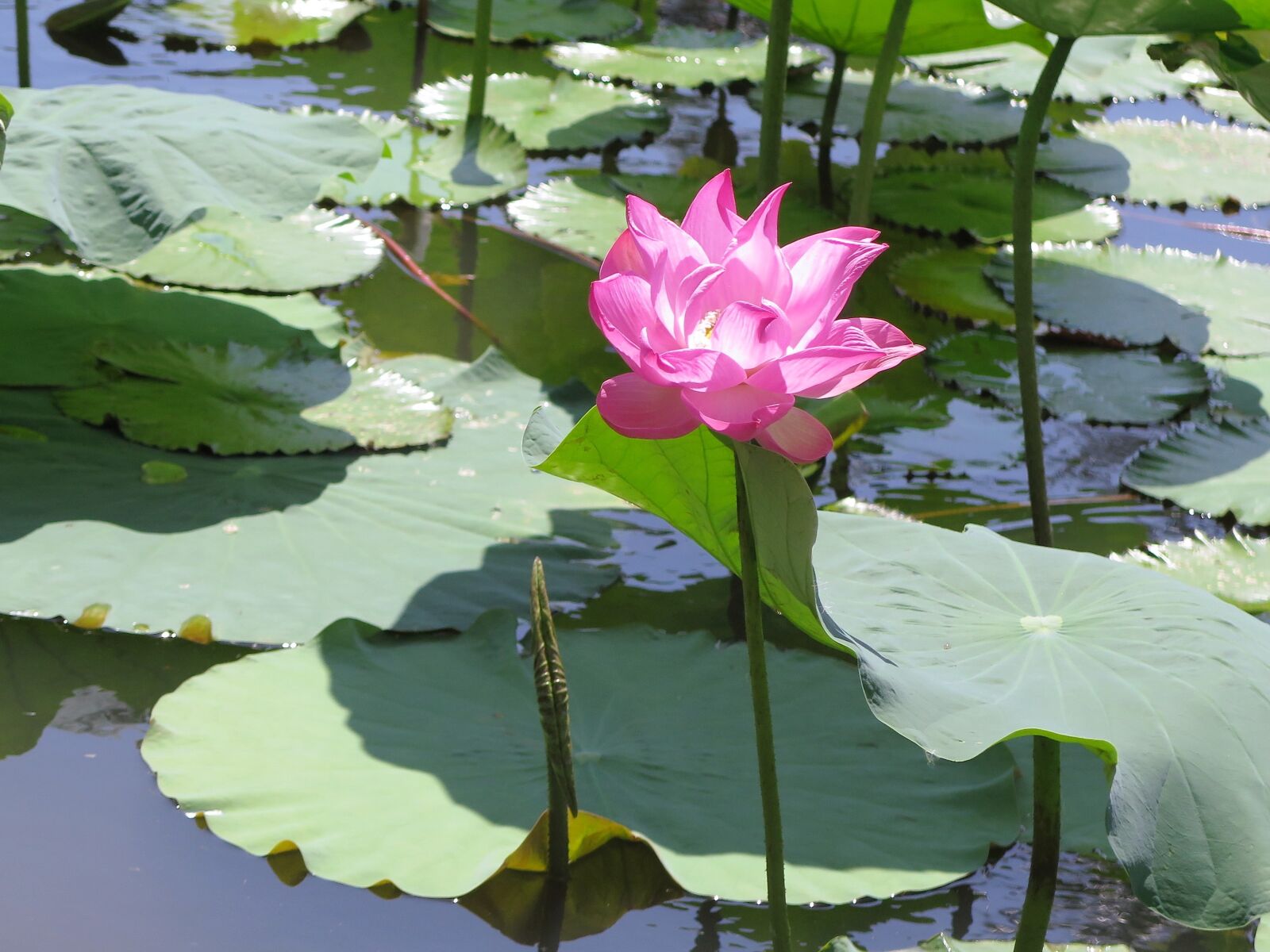 Canon PowerShot G16 sample photo. Lotus, pond, flower photography