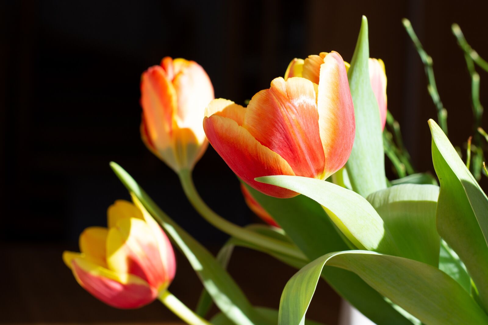 Nikon D7100 sample photo. Tulips, flowers, spring photography