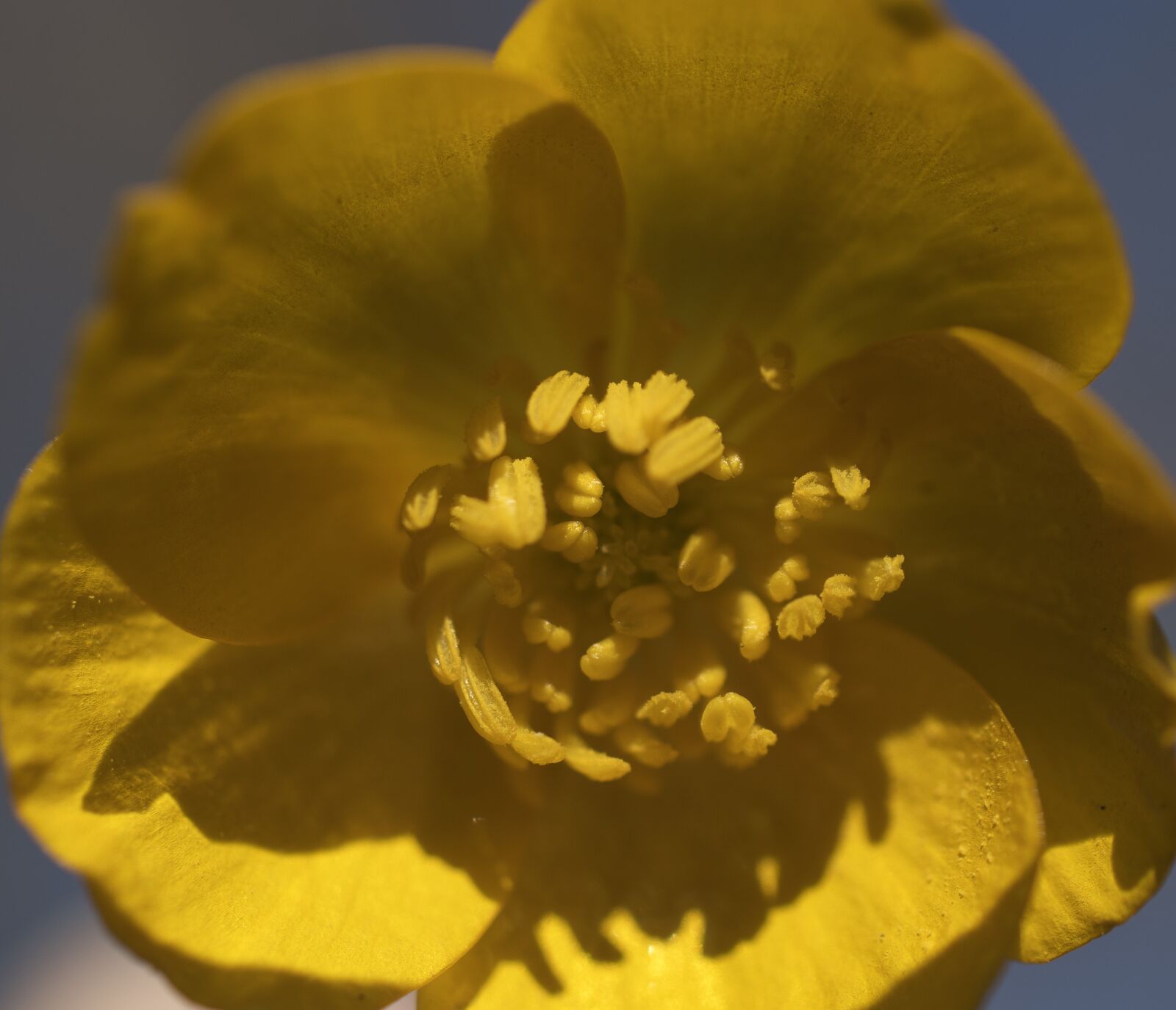 Nikon D5600 sample photo. Flower, yellow, buttercup photography