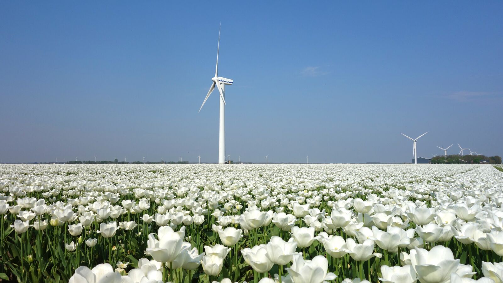 Sony Cyber-shot DSC-RX100 sample photo. Wind mill, tulips, bulbs photography