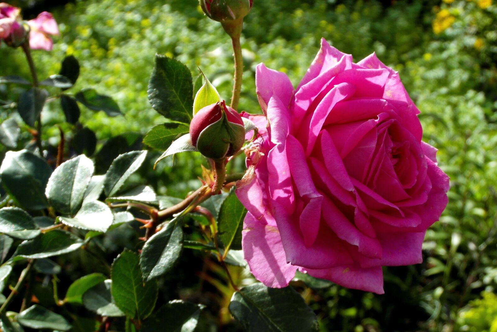 Samsung WB750 sample photo. Rose, pink, flower photography