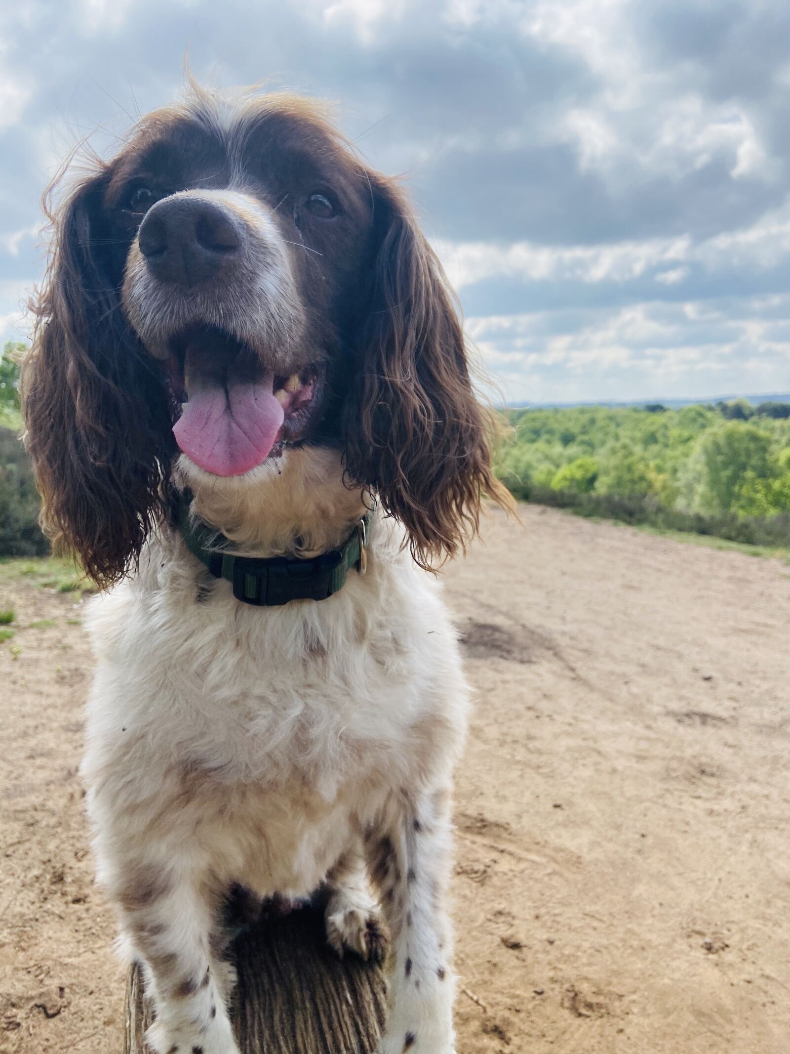 Apple iPhone 11 sample photo. Dog, animal, pet photography