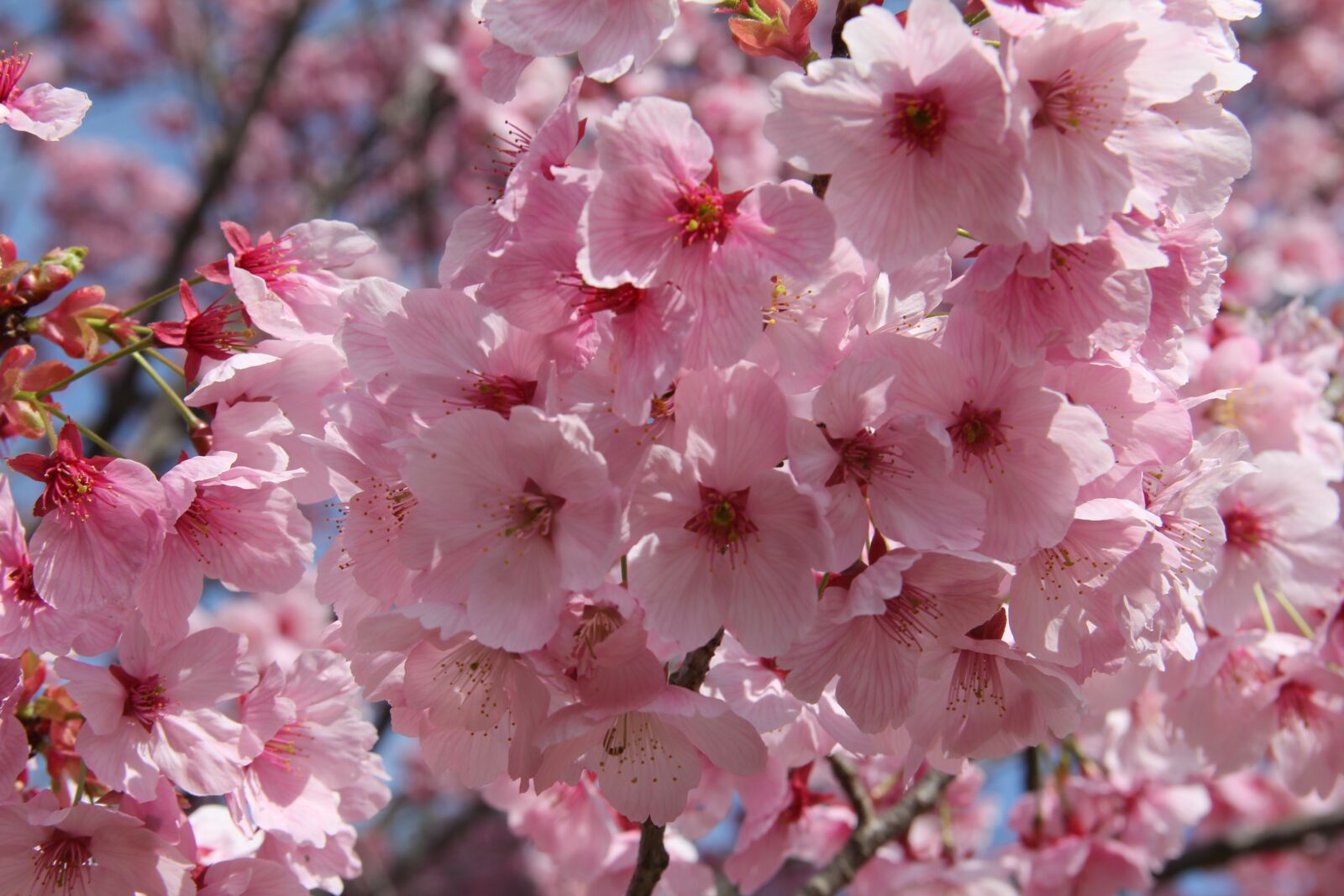 Canon EOS 60D sample photo. Flower, cherry, flora photography