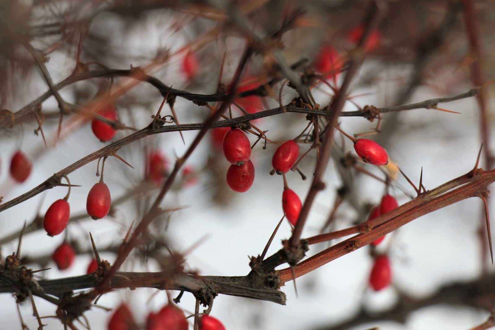Canon EOS 550D (EOS Rebel T2i / EOS Kiss X4) sample photo. Winter, bush, barberry photography