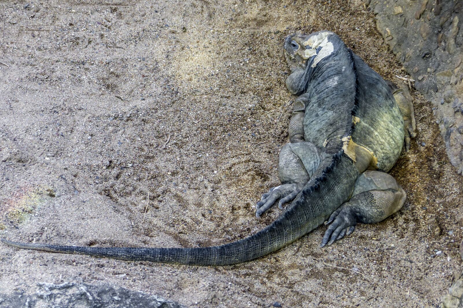 Panasonic Lumix DMC-FZ200 sample photo. Rhinocerus iguana, cyclura conuta photography