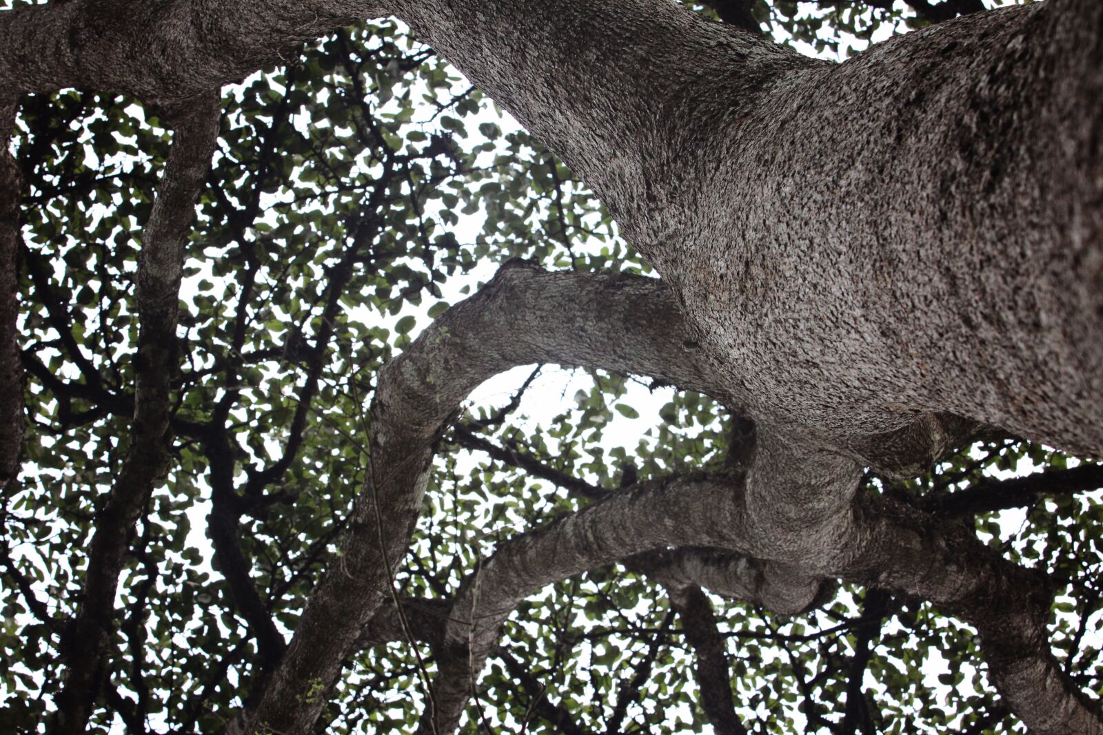 Canon EOS 50D sample photo. Ghana, tree, nature photography
