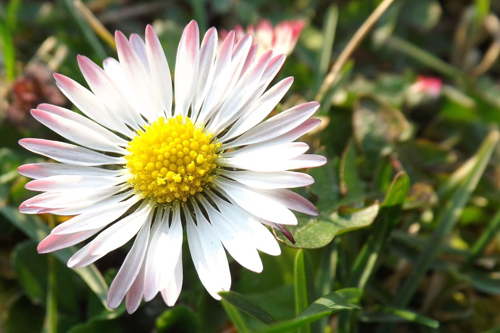 Fujifilm FinePix S4300 sample photo. Daisy, meadow, nature photography