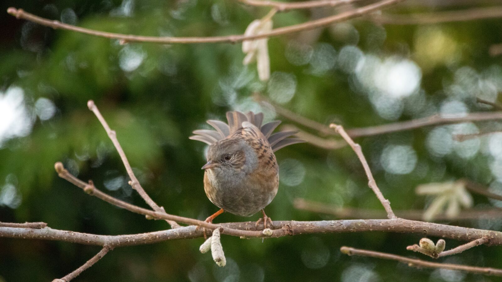 150-600mm F5-6.3 DG OS HSM | Contemporary 015 sample photo. Dunnock, garden, bird photography