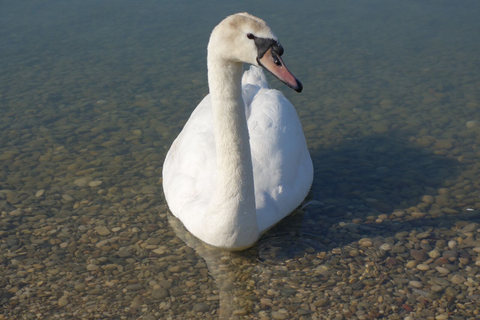 Sony Cyber-shot DSC-RX100 II sample photo. White, swan, swimming photography