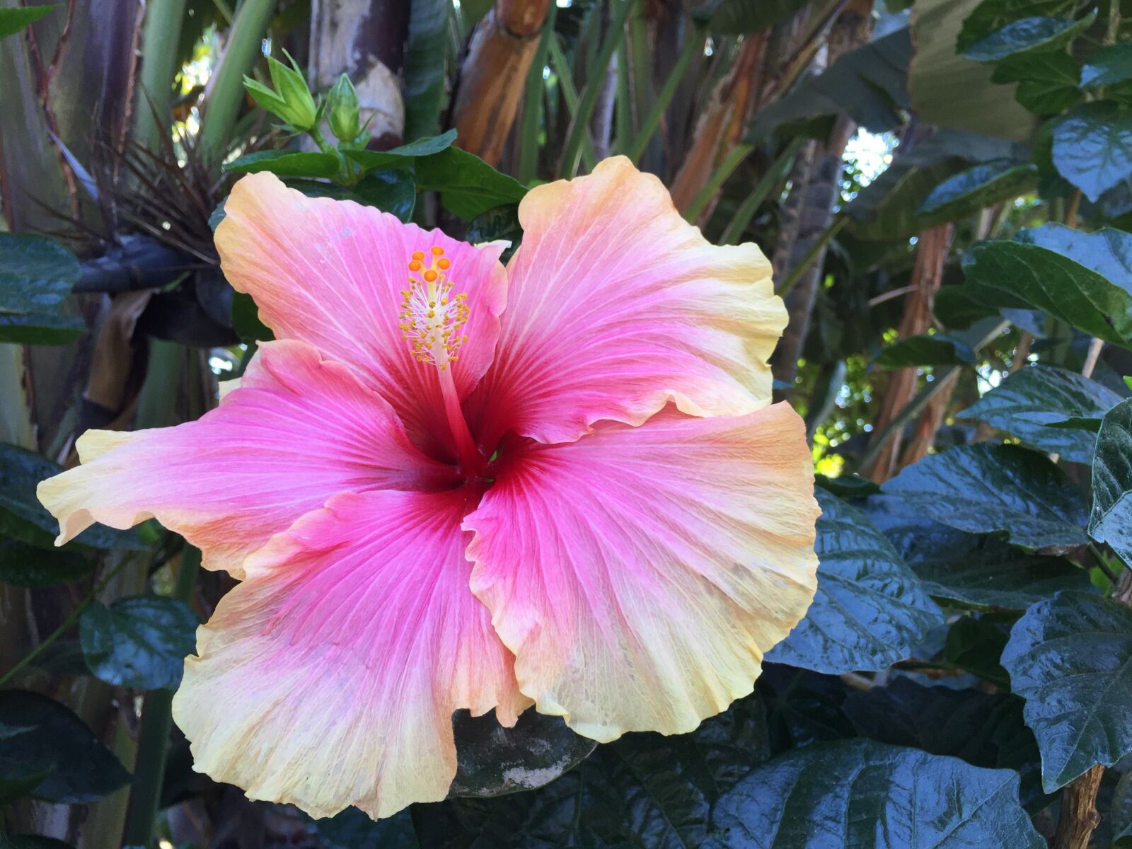 Apple iPhone 6 sample photo. Hibiscus, flower, nature photography