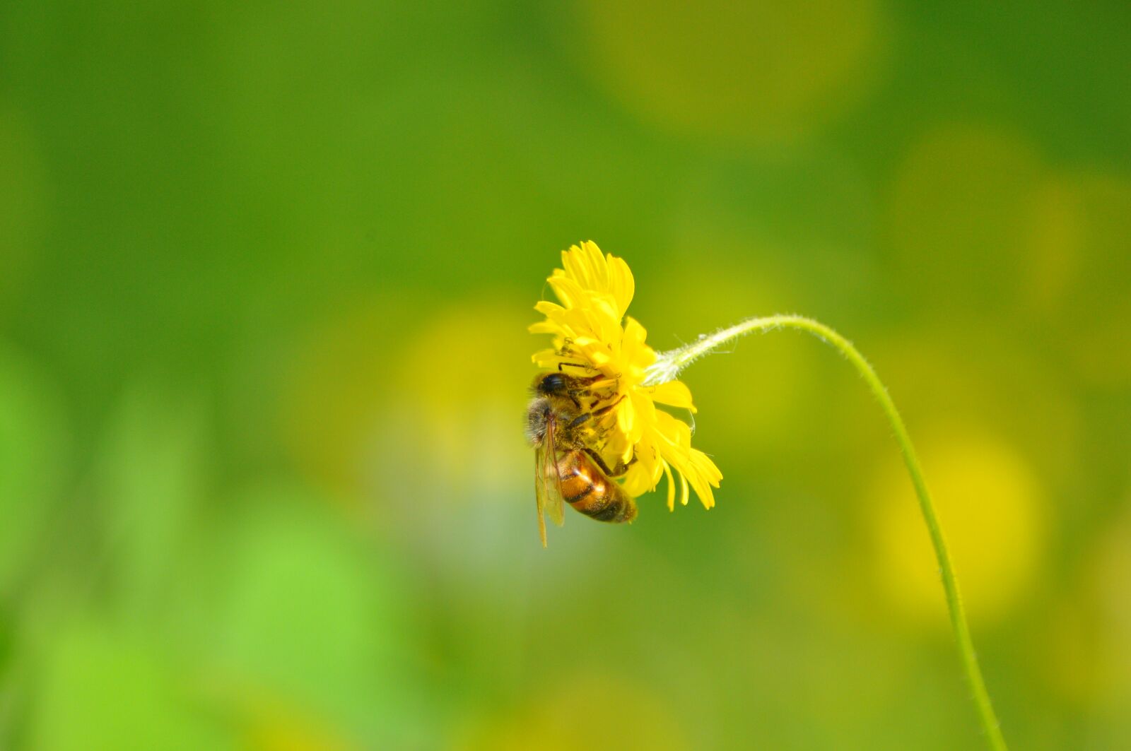 Nikon D90 sample photo. Bee, flower, daisy photography