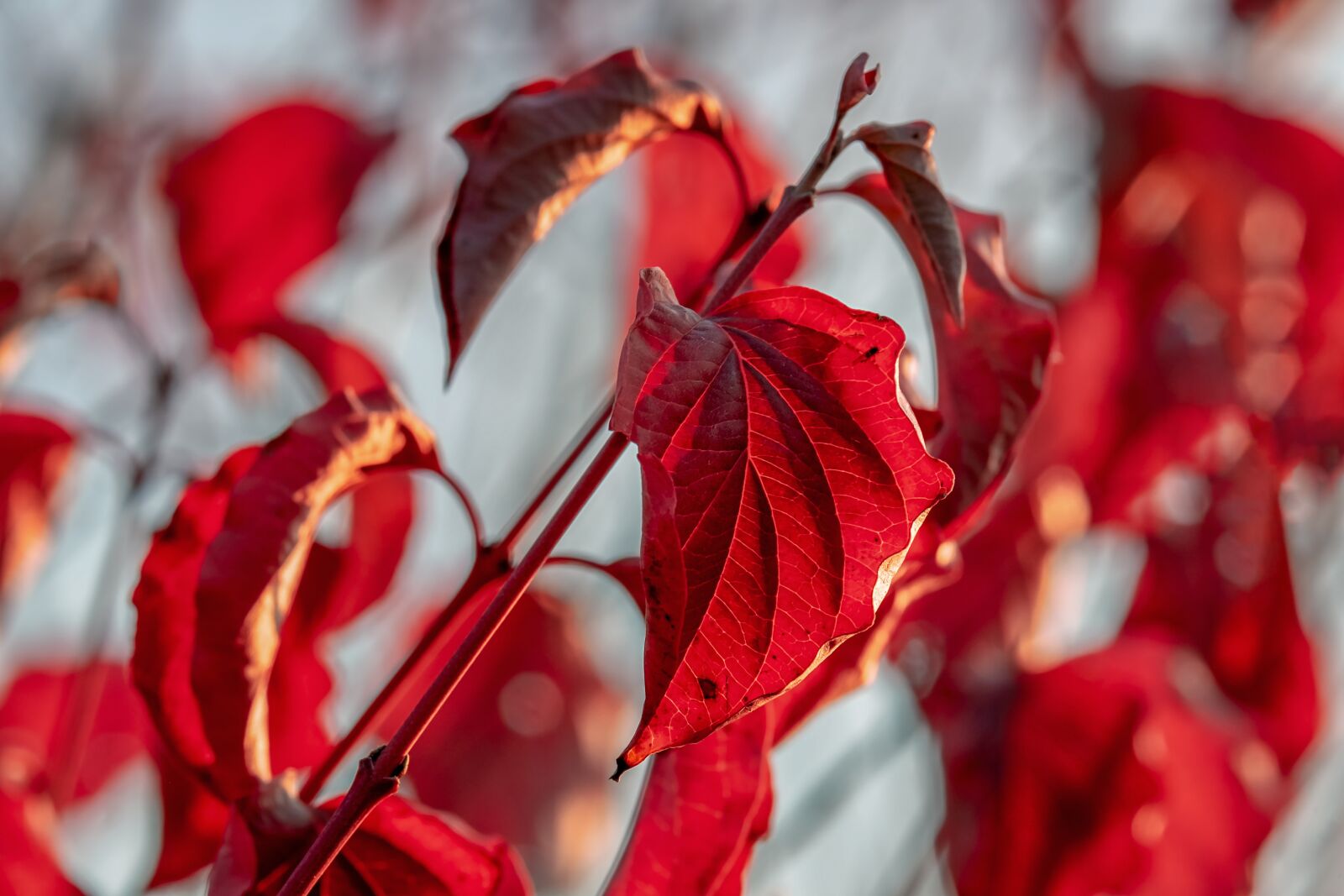 Fujifilm XF 55-200mm F3.5-4.8 R LM OIS sample photo. Leaves, bush, autumn photography