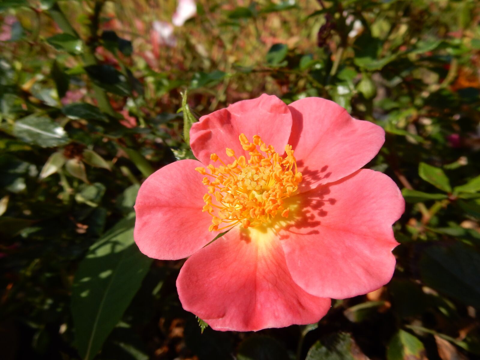 Nikon Coolpix S9900 sample photo. Wild rose, pink flower photography