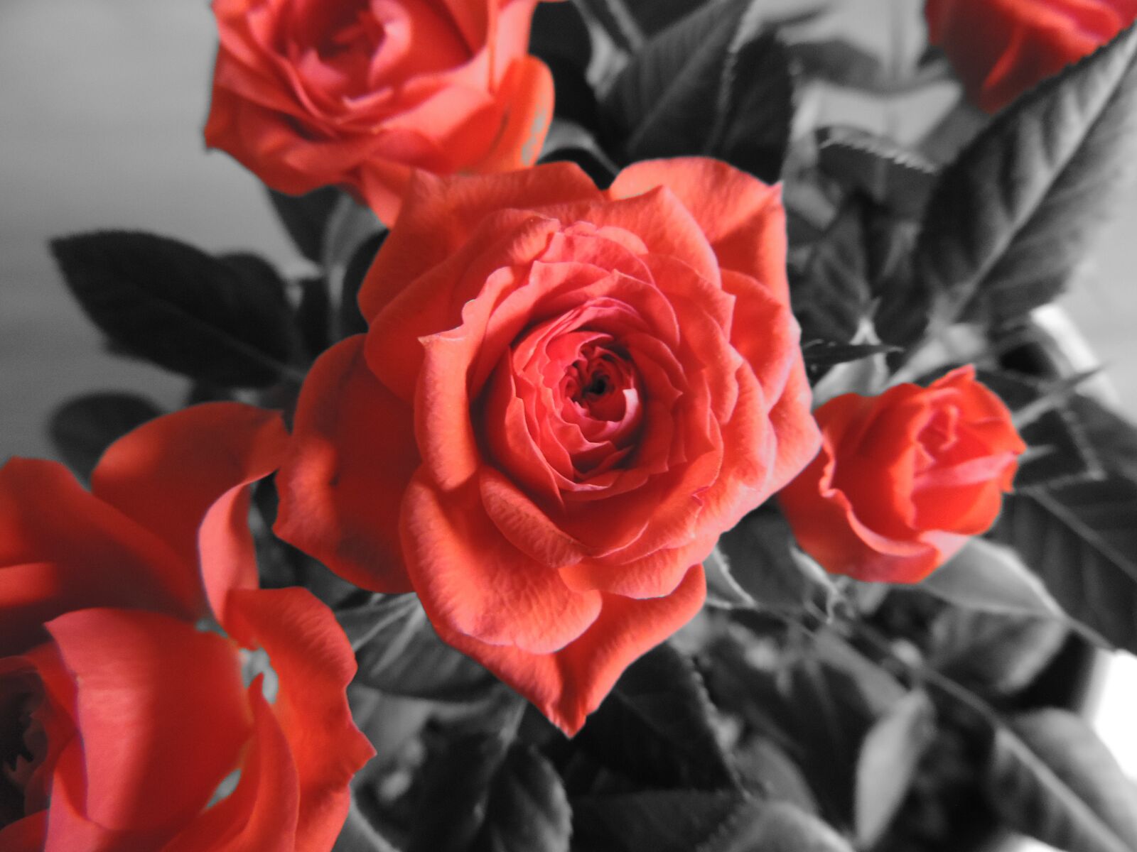 Nikon Coolpix P520 sample photo. Rose, rose bloom, flower photography